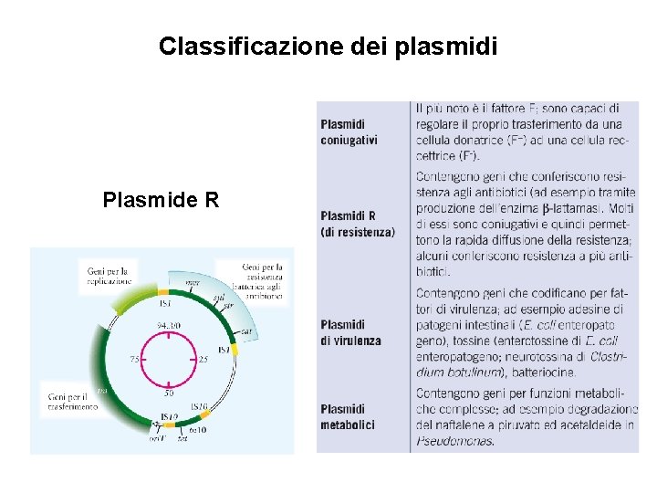 Classificazione dei plasmidi Plasmide R 