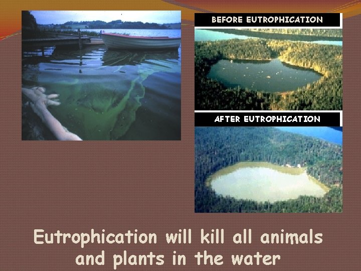 BEFORE EUTROPHICATION AFTER EUTROPHICATION Eutrophication will kill animals and plants in the water 