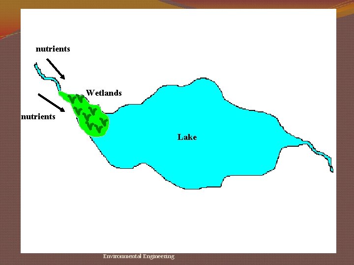 nutrients Wetlands nutrients Lake Environmental Engineering 