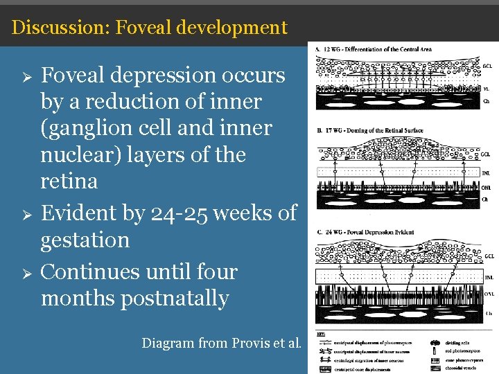 Discussion: Foveal development Ø Ø Ø Foveal depression occurs by a reduction of inner Discussion: Foveal development Ø Ø Ø Foveal depression occurs by a reduction of inner