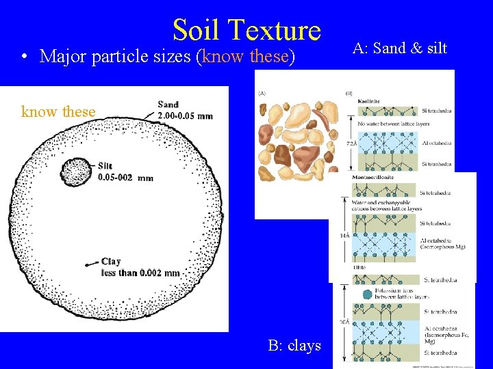 Soil Texture • Major particle sizes (know these) know these B: clays A: Sand