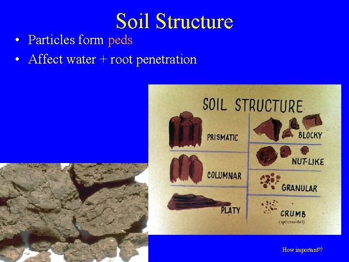 Soil Structure • Particles form peds • Affect water + root penetration How important?