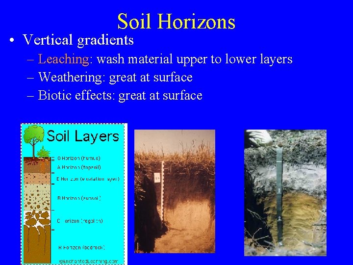 Soil Horizons • Vertical gradients – Leaching: wash material upper to lower layers –