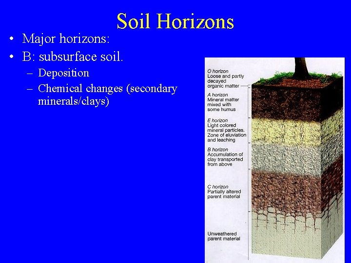 Soil Horizons • Major horizons: • B: subsurface soil. – Deposition – Chemical changes