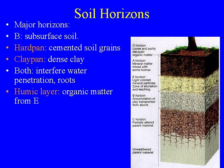  • • • Soil Horizons Major horizons: B: subsurface soil. Hardpan: cemented soil