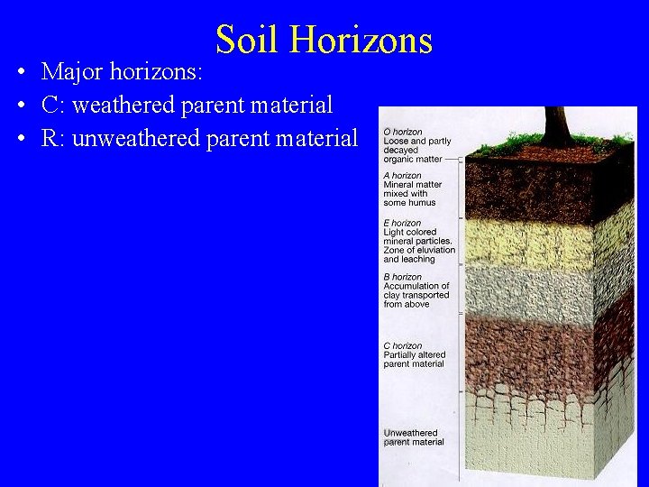 Soil Horizons • Major horizons: • C: weathered parent material • R: unweathered parent
