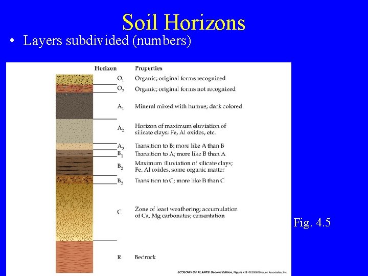 Soil Horizons • Layers subdivided (numbers) Fig. 4. 5 