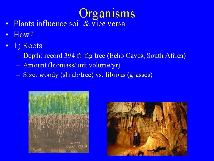 Organisms • Plants influence soil & vice versa • How? • 1) Roots –