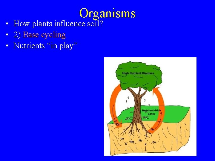 Organisms • How plants influence soil? • 2) Base cycling • Nutrients “in play”