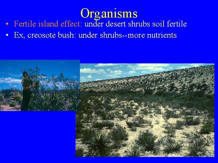 Organisms • Fertile island effect: under desert shrubs soil fertile • Ex, creosote bush: