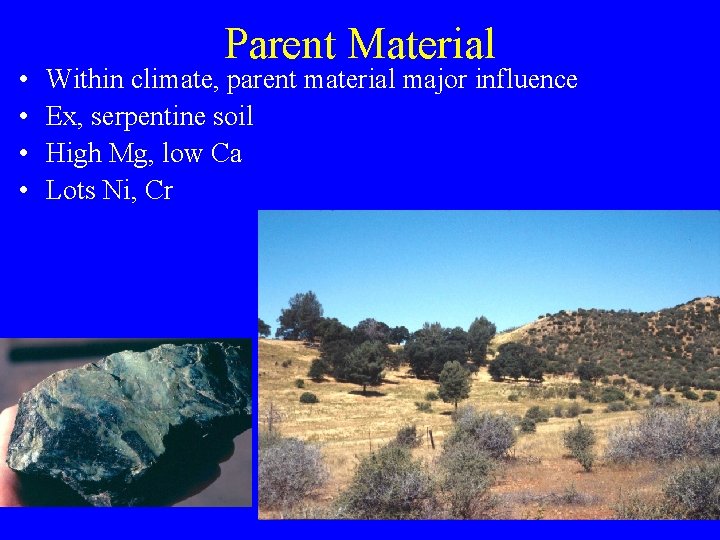  • • Parent Material Within climate, parent material major influence Ex, serpentine soil