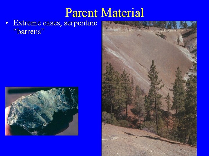 Parent Material • Extreme cases, serpentine “barrens” 