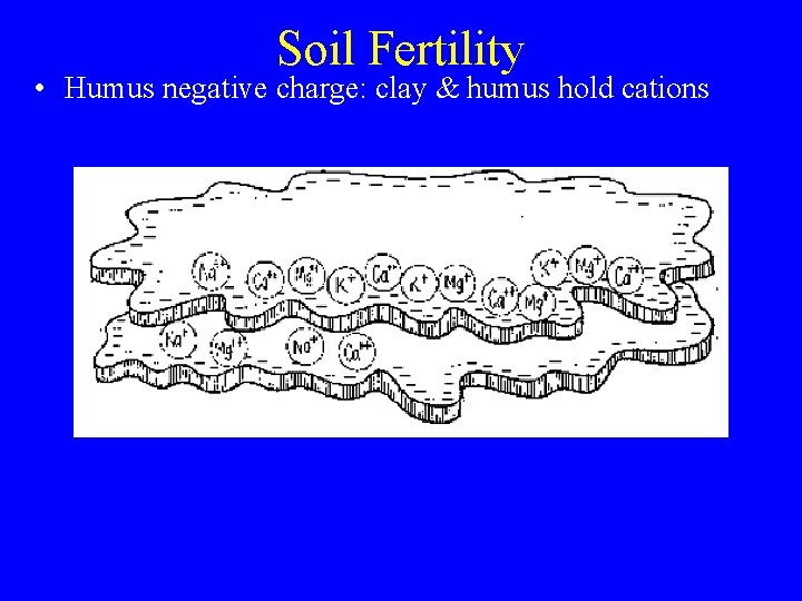 Soil Fertility • Humus negative charge: clay & humus hold cations 