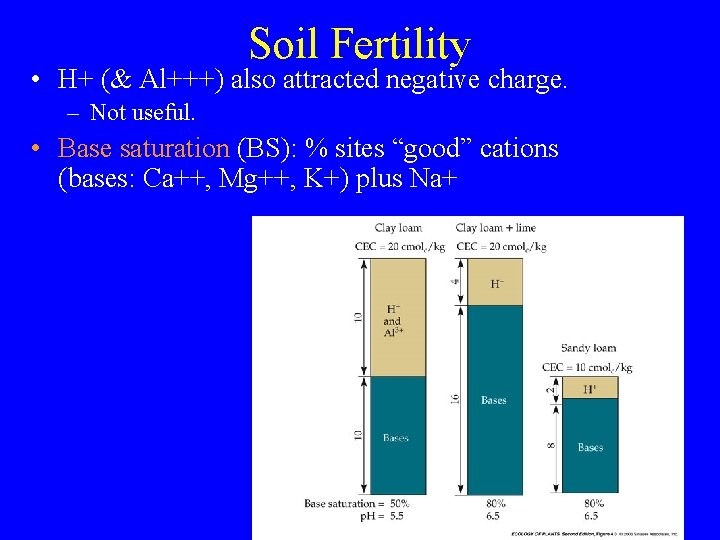 Soil Fertility • H+ (& Al+++) also attracted negative charge. – Not useful. •