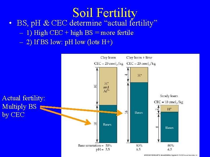 Soil Fertility • BS, p. H & CEC determine “actual fertility” – 1) High