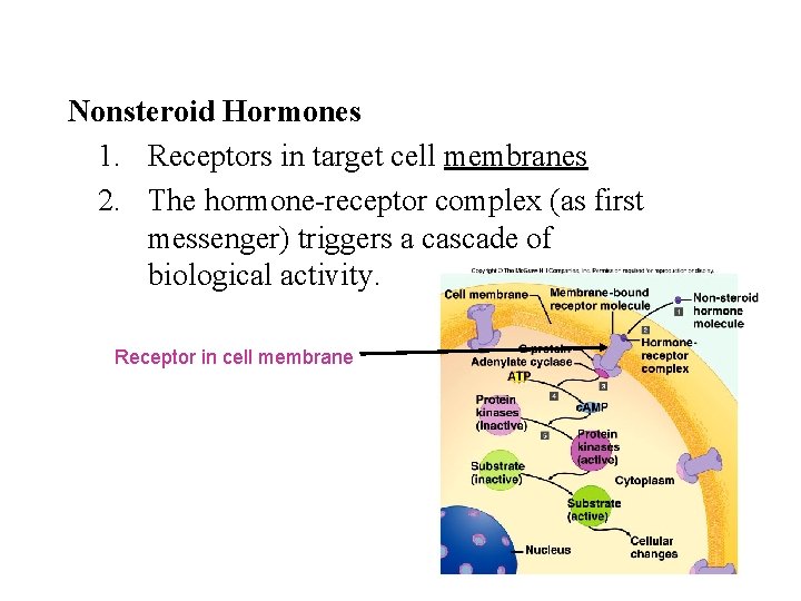 Nonsteroid Hormones 1. Receptors in target cell membranes 2. The hormone-receptor complex (as first