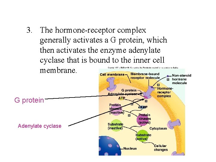 3. The hormone-receptor complex generally activates a G protein, which then activates the enzyme