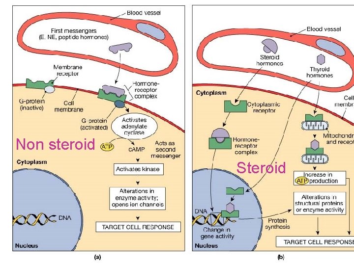 Non steroid Steroid 