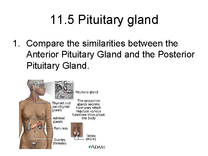 11. 5 Pituitary gland 1. Compare the similarities between the Anterior Pituitary Gland the