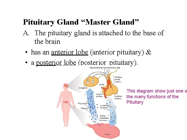 Pituitary Gland “Master Gland” A. The pituitary gland is attached to the base of