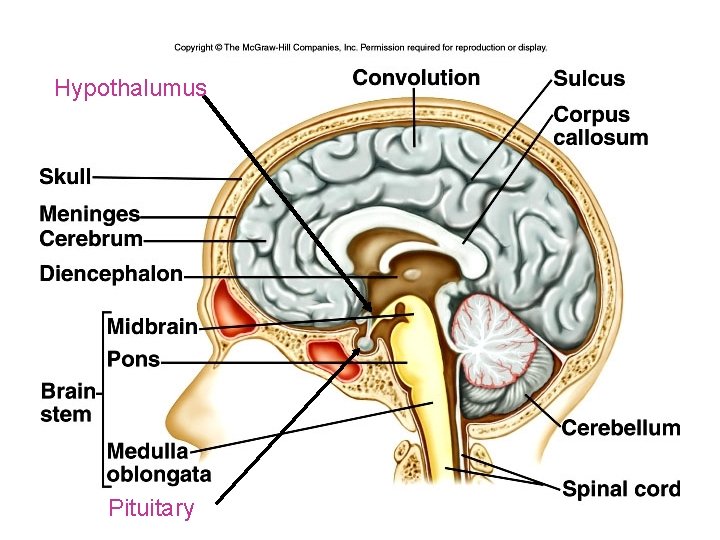 Hypothalumus Pituitary 