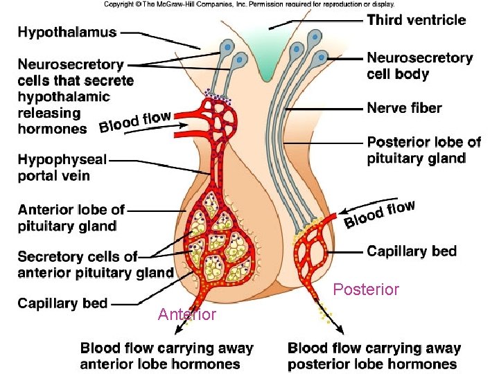 Posterior Anterior 