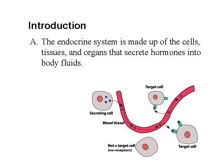 Introduction A. The endocrine system is made up of the cells, tissues, and organs