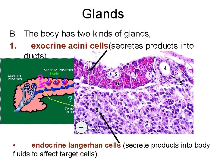 Glands B. The body has two kinds of glands, 1. exocrine acini cells(secretes products