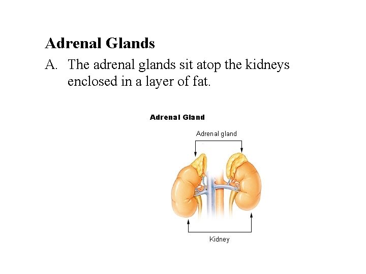 Adrenal Glands A. The adrenal glands sit atop the kidneys enclosed in a layer