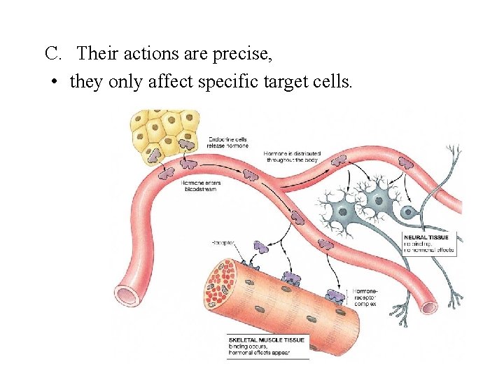 C. Their actions are precise, • they only affect specific target cells. 