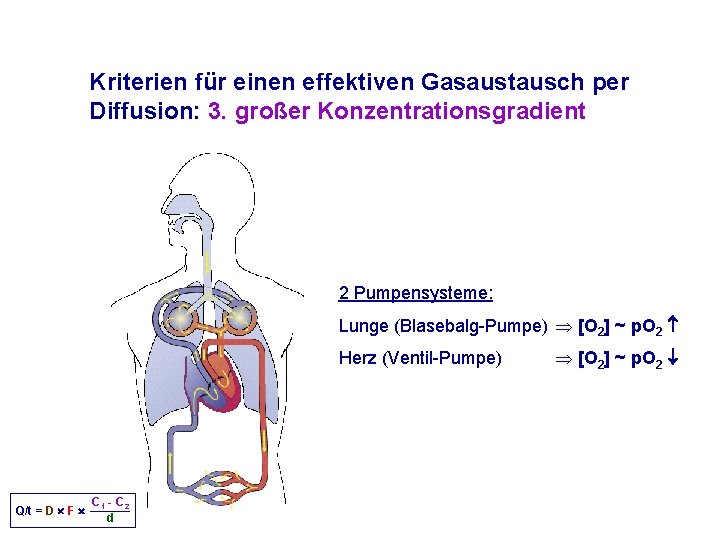 Kriterien für einen effektiven Gasaustausch per Diffusion: 3. großer Konzentrationsgradient 2 Pumpensysteme: Lunge (Blasebalg-Pumpe)