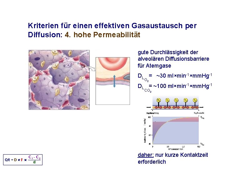 Kriterien für einen effektiven Gasaustausch per Diffusion: 4. hohe Permeabilität gute Durchlässigkeit der alveolären