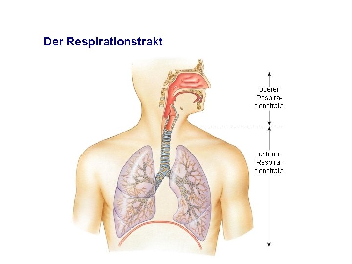 Der Respirationstrakt oberer Respirationstrakt unterer Respirationstrakt 