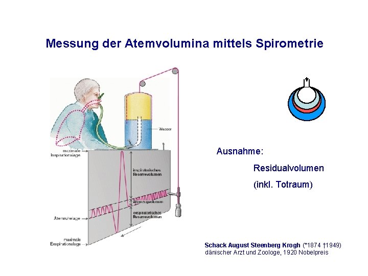 Messung der Atemvolumina mittels Spirometrie Ausnahme: Residualvolumen (inkl. Totraum) Schack August Steenberg Krogh (*1874