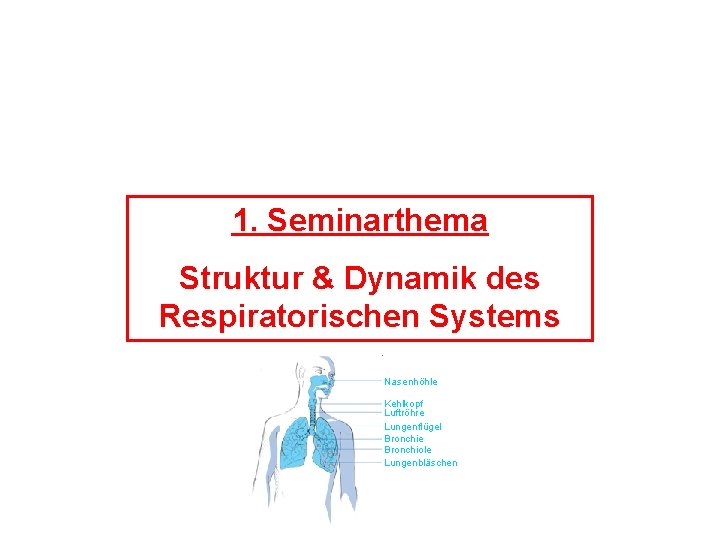 1. Seminarthema Struktur & Dynamik des Respiratorischen Systems Nasenhöhle Kehlkopf Luftröhre Lungenflügel Bronchie Bronchiole