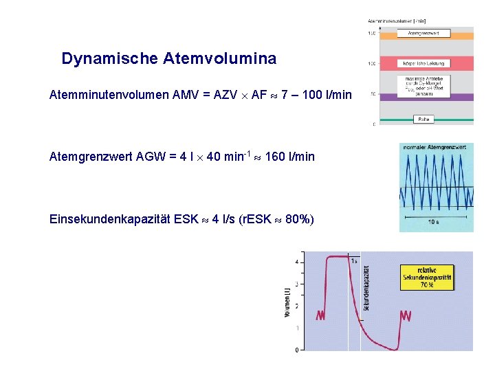 Dynamische Atemvolumina Atemminutenvolumen AMV = AZV AF 7 – 100 l/min Atemgrenzwert AGW =