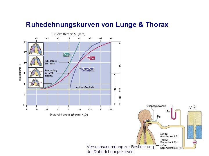 Ruhedehnungskurven von Lunge & Thorax Druckdifferenz P (k. Pa) Druckdifferenz P (cm H 2