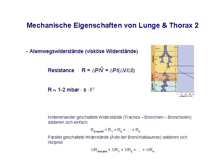 Mechanische Eigenschaften von Lunge & Thorax 2 - Atemwegswiderstände (visköse Widerstände) Resistance R =