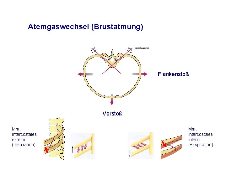 Atemgaswechsel (Brustatmung) Flankenstoß Vorstoß Mm. intercostales externi (Inspiration) Mm. intercostales interni (Exspiration) 