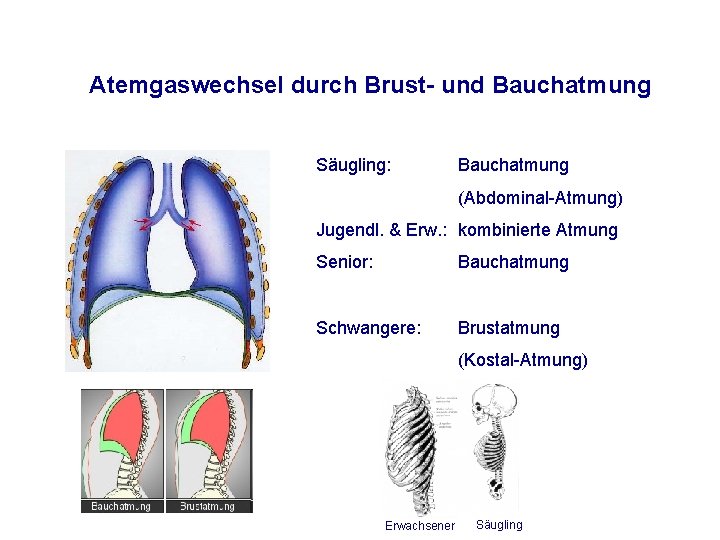 Atemgaswechsel durch Brust- und Bauchatmung Säugling: Bauchatmung (Abdominal-Atmung) Jugendl. & Erw. : kombinierte Atmung