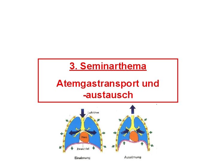 3. Seminarthema Atemgastransport und -austausch 