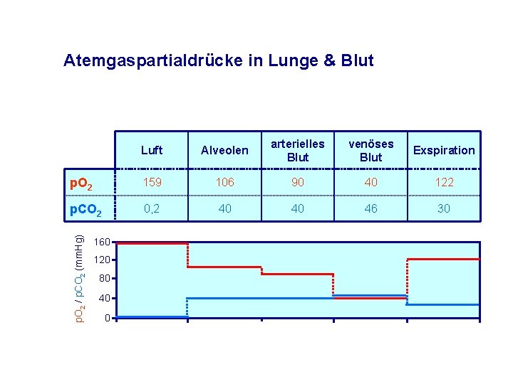 Atemgaspartialdrücke in Lunge & Blut Alveolen arterielles Blut venöses Blut Exspiration p. O 2