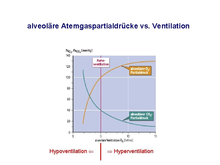 alveoläre Atemgaspartialdrücke vs. Ventilation Hypoventilation Hyperventilation 