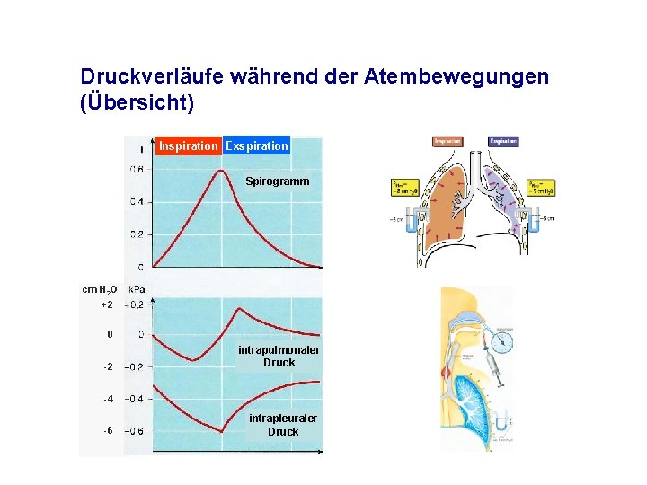 Druckverläufe während der Atembewegungen (Übersicht) Inspiration Exspiration Spirogramm cm H 2 O +2 0