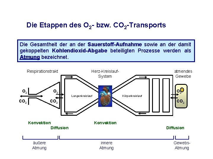 Die Etappen des O 2 - bzw. CO 2 -Transports Die Gesamtheit der an