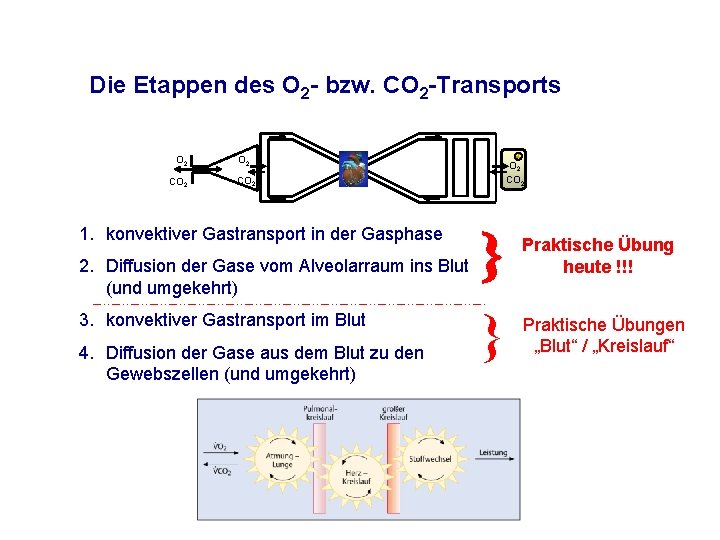 Die Etappen des O 2 - bzw. CO 2 -Transports O 2 CO 2