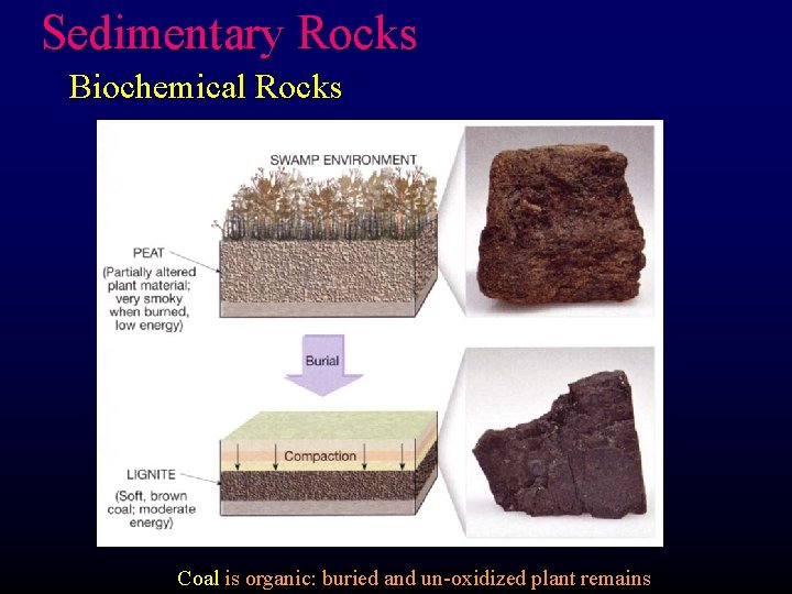 Sedimentary Rocks Biochemical Rocks Coal is organic: buried and un-oxidized plant remains 