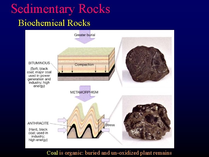 Sedimentary Rocks Biochemical Rocks Coal is organic: buried and un-oxidized plant remains 