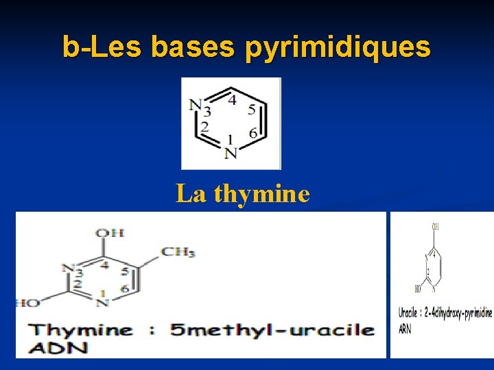 b-Les bases pyrimidiques La thymine 