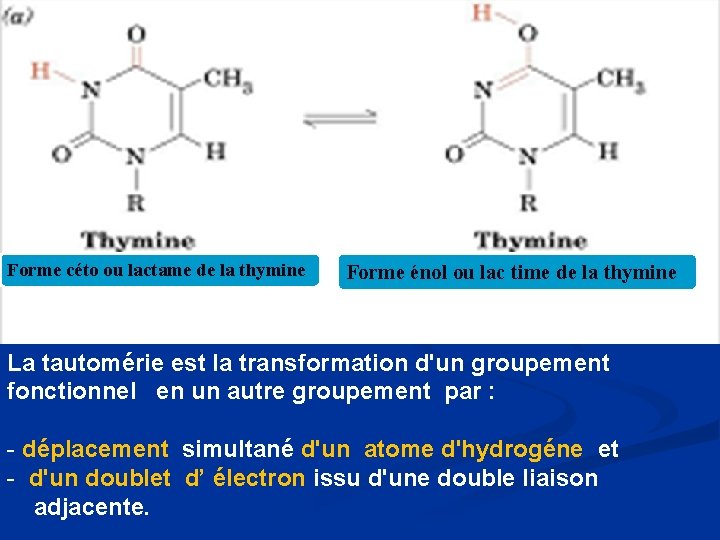 Forme céto ou lactame de la thymine Forme énol ou lac time de la